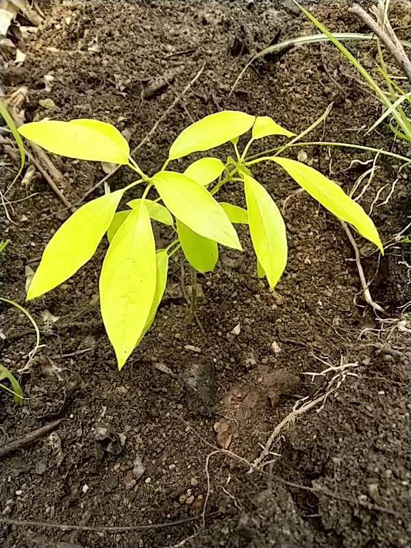 tree image
