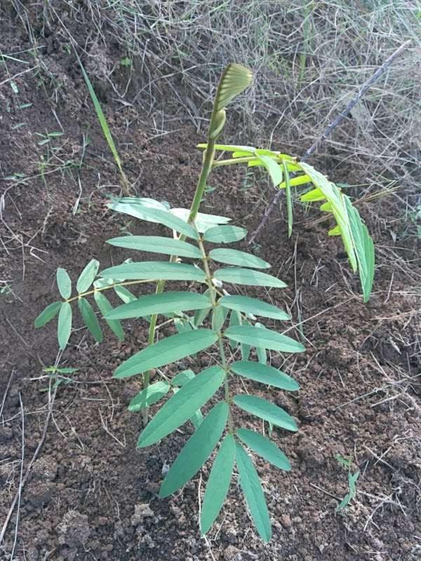 tree image