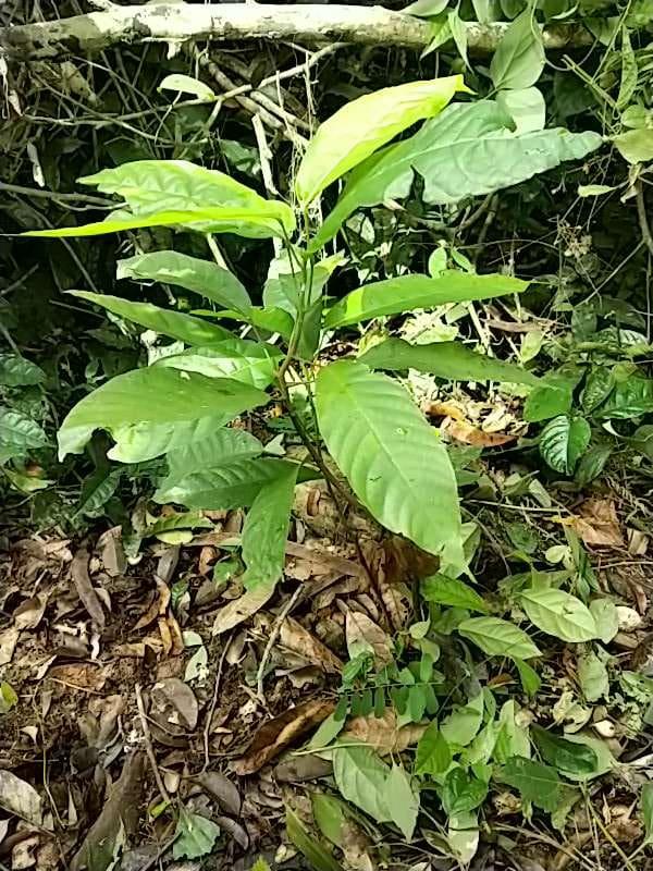 tree image