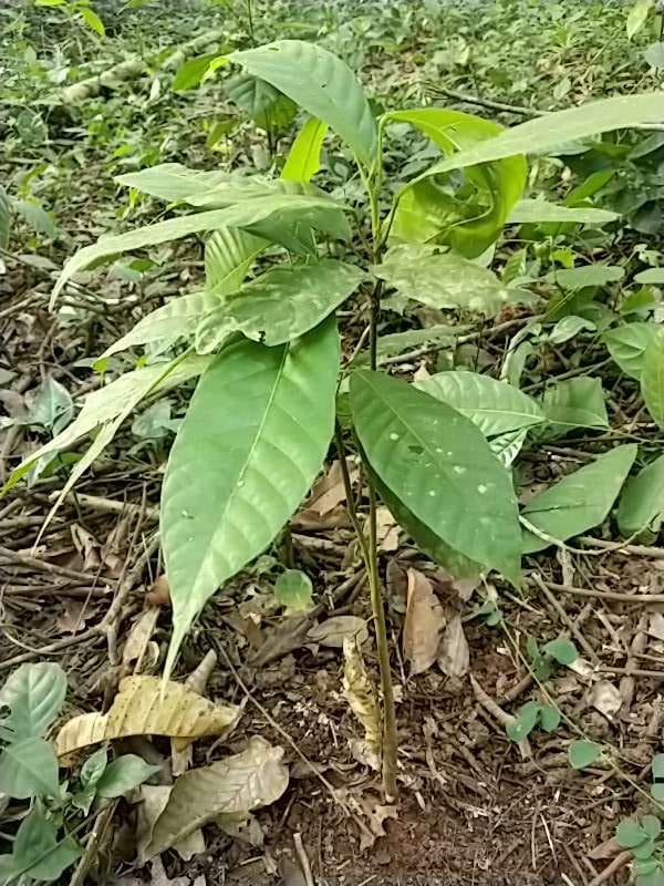 tree image