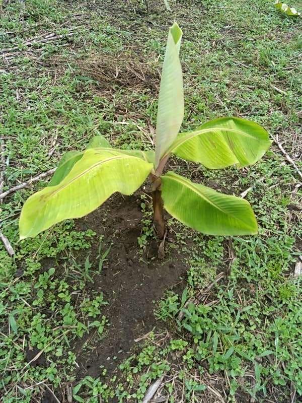 tree image