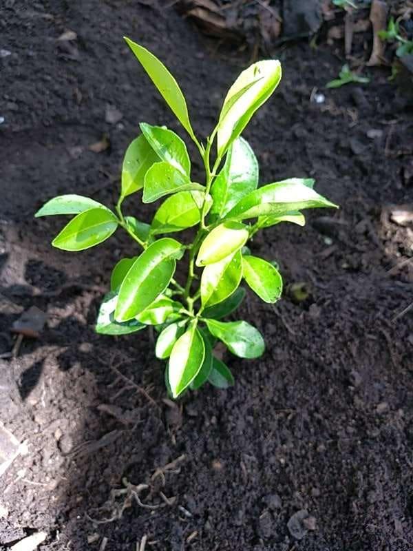 tree image
