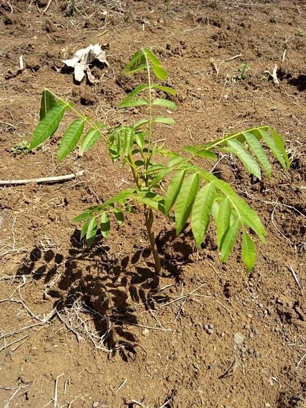 tree image