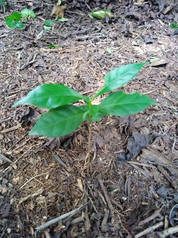 tree image