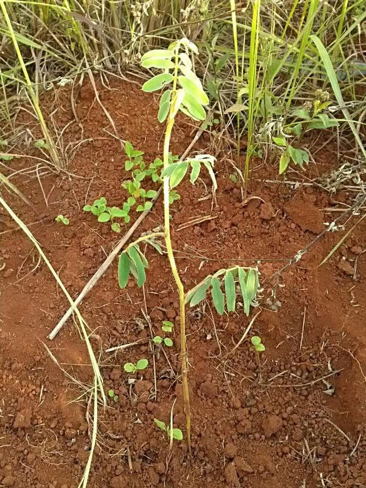 tree image