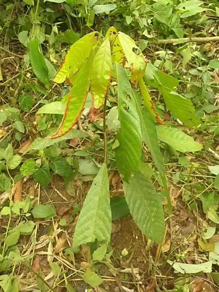 tree image