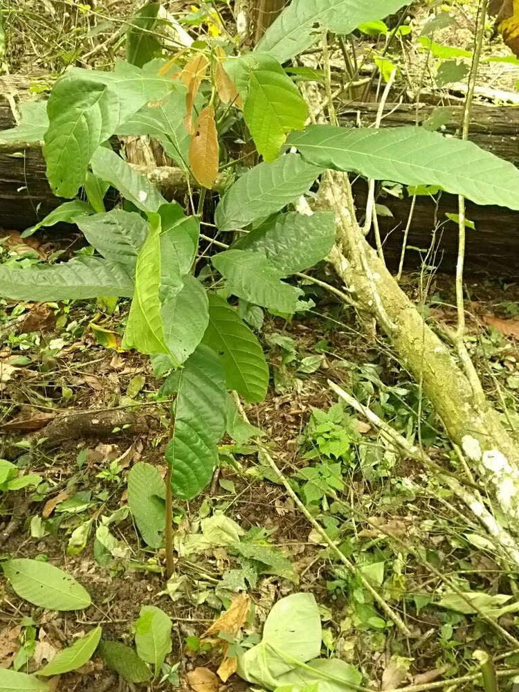 tree image