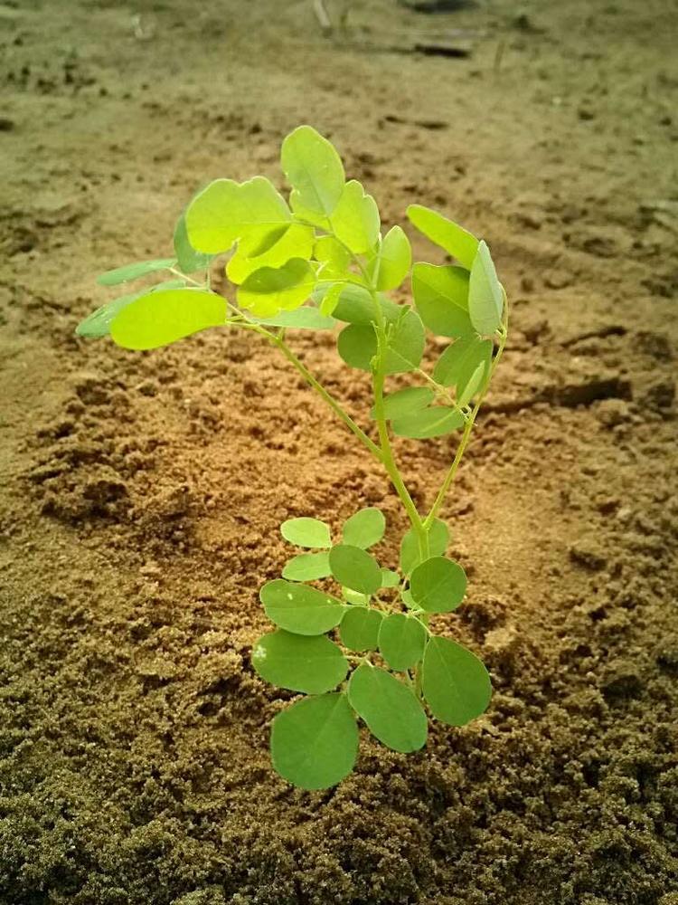 tree image