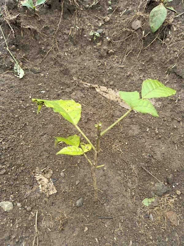 tree image