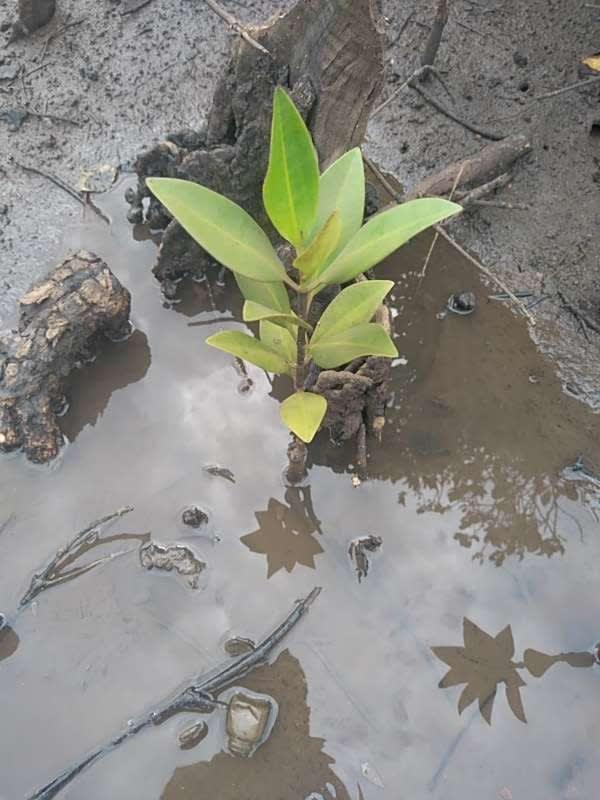 tree image