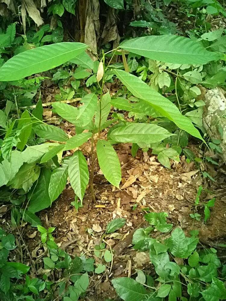 tree image