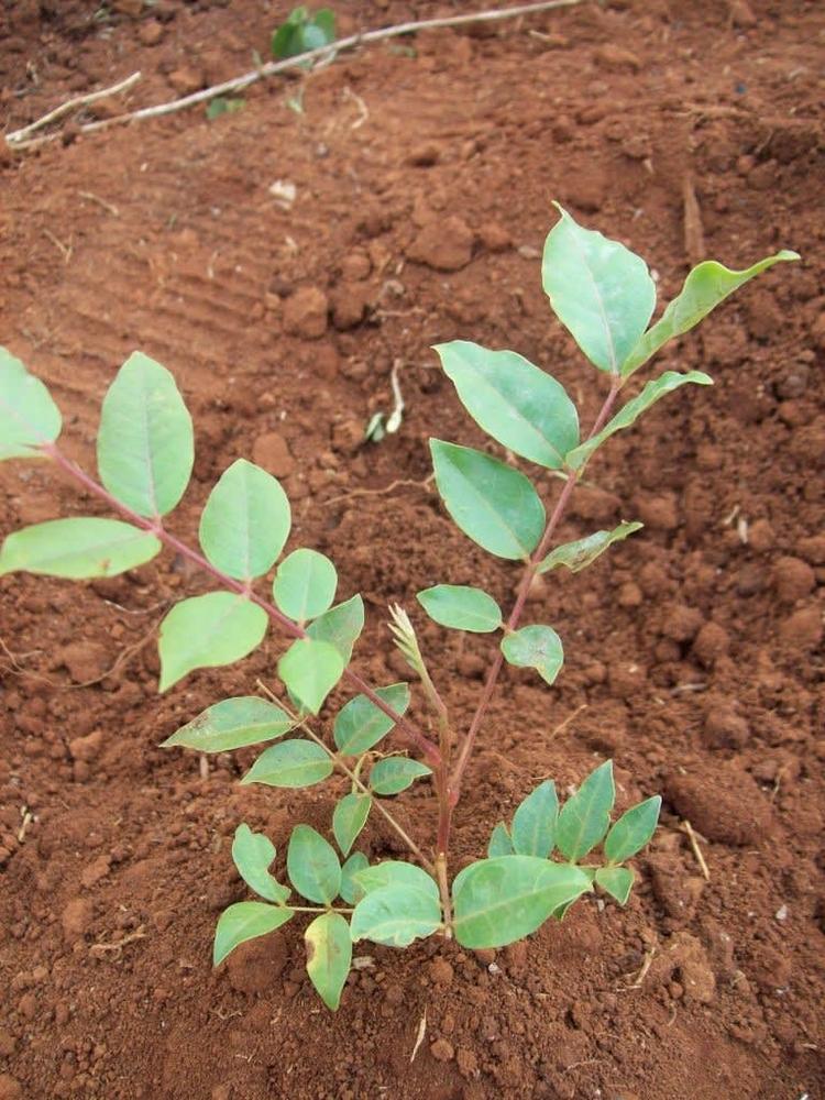 tree image