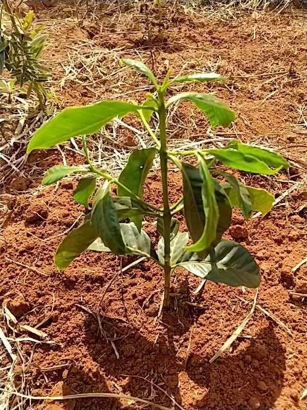 tree image