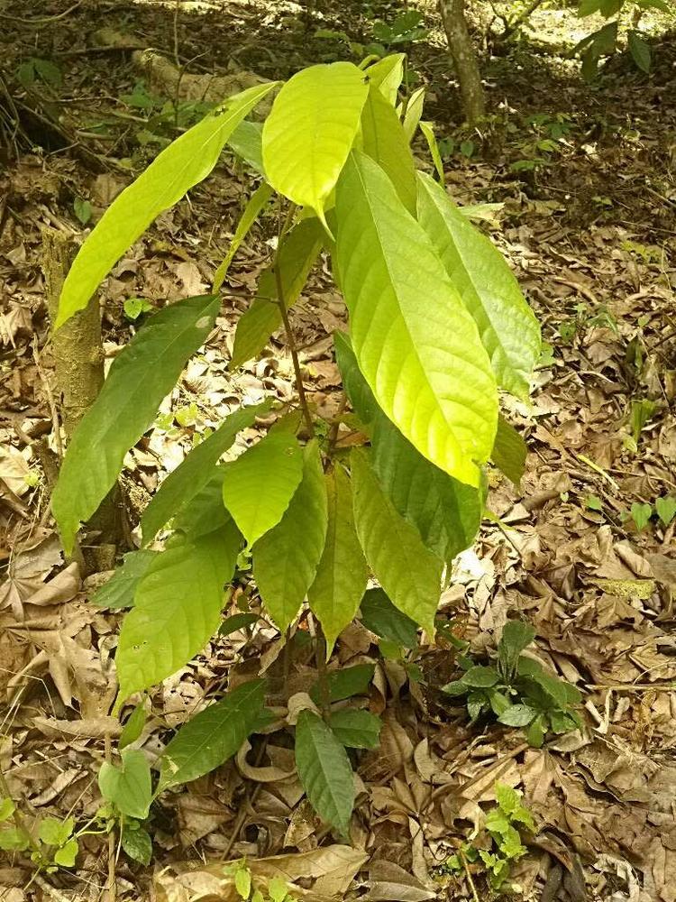 tree image
