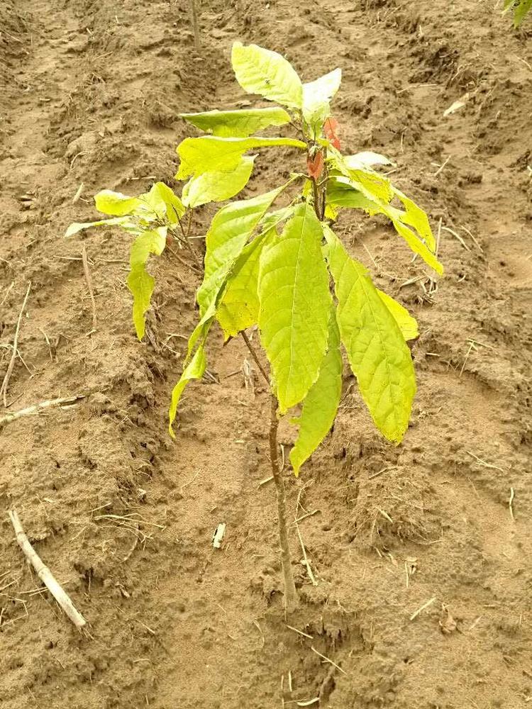 tree image