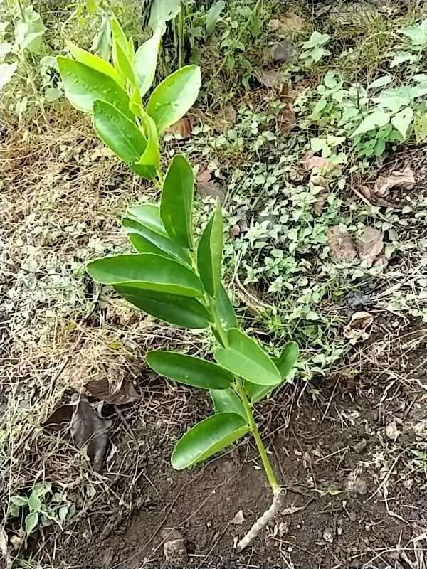 tree image