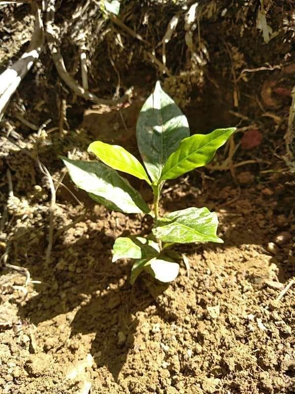 tree image