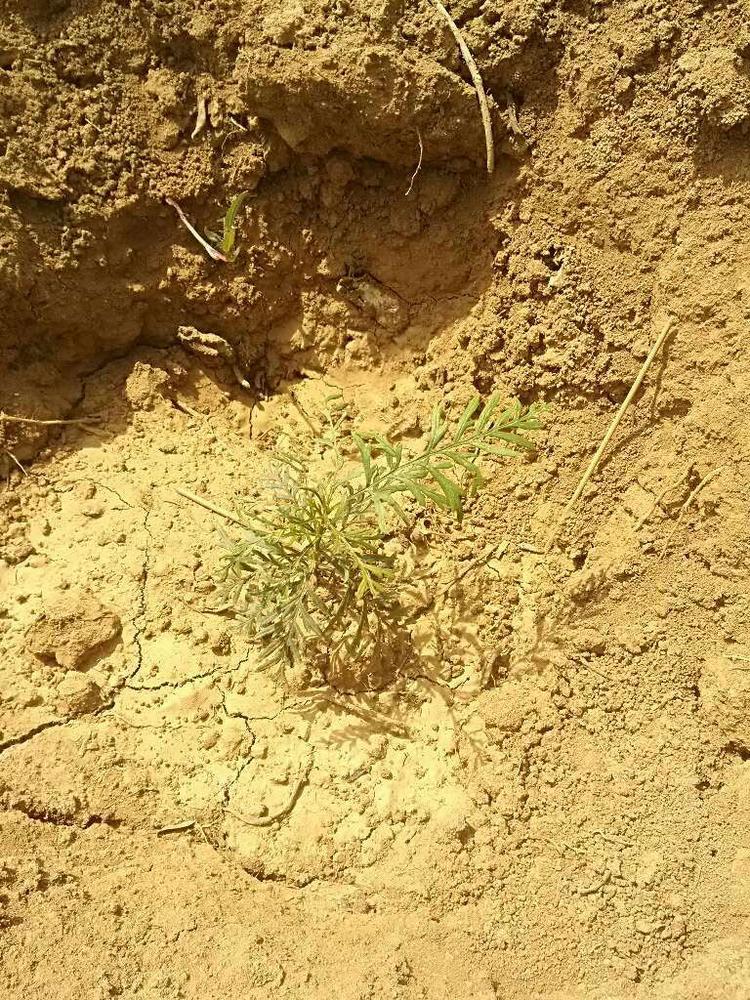 tree image