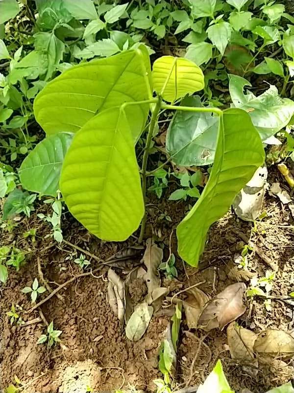 tree image