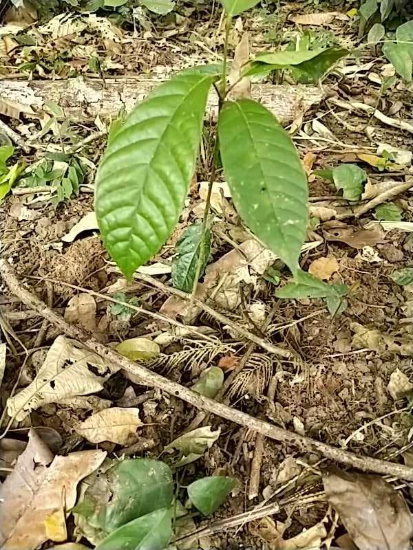 tree image