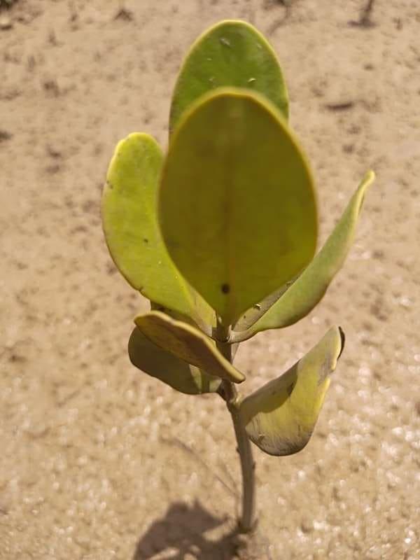 tree image