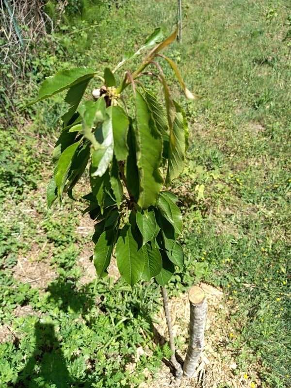 tree image