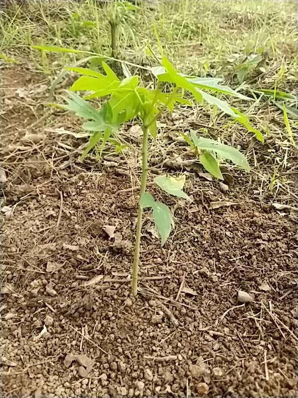 tree image
