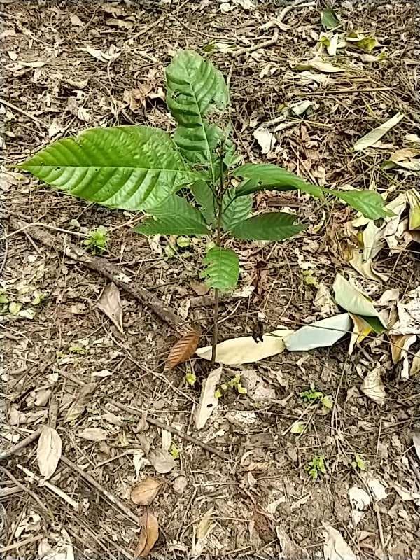 tree image
