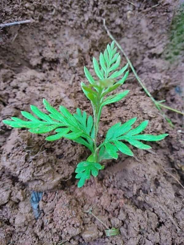 tree image