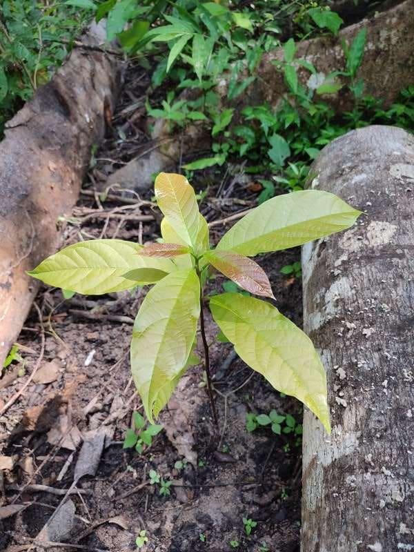tree image