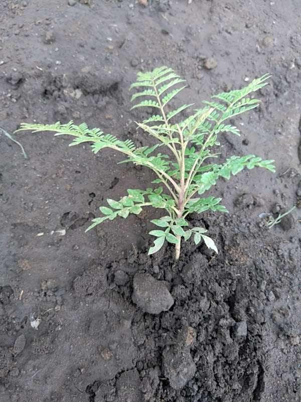 tree image
