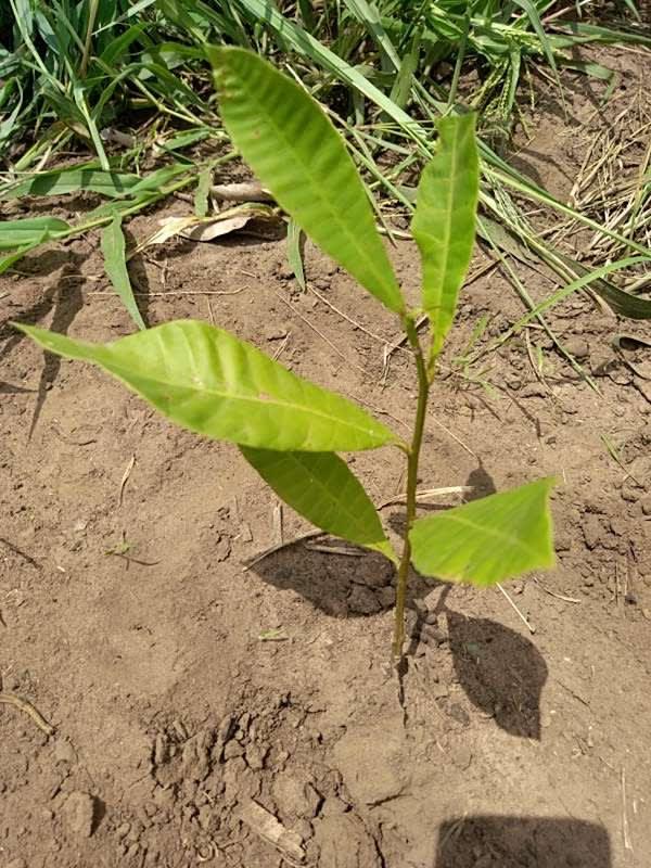 tree image