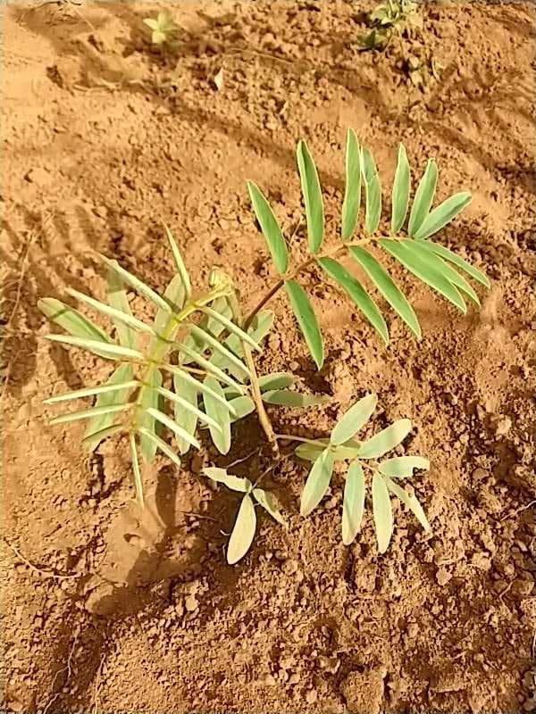 tree image