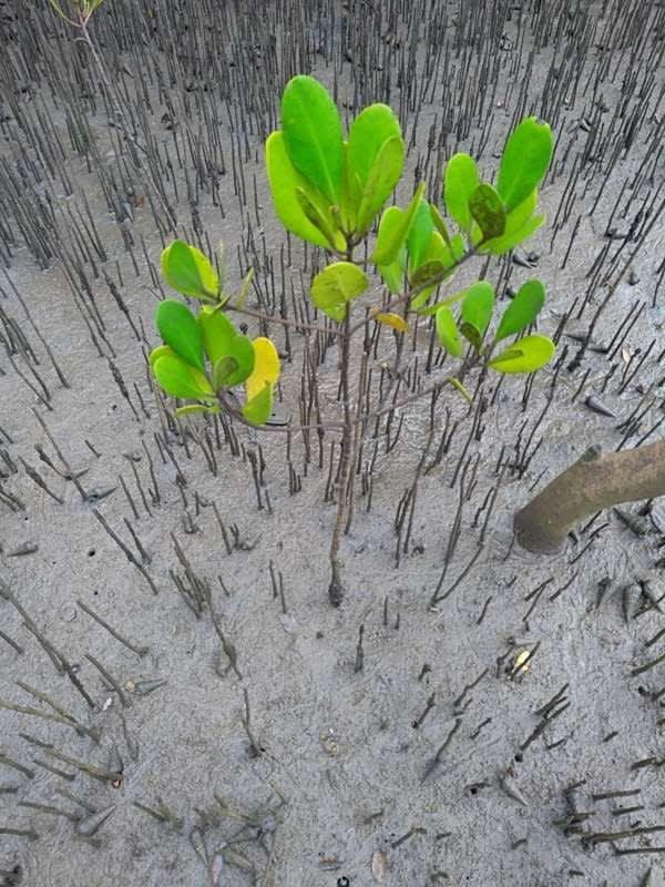 tree image