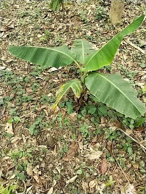 tree image