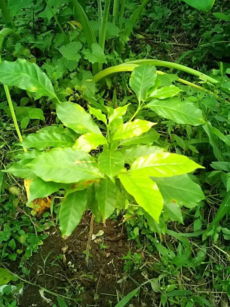 tree image