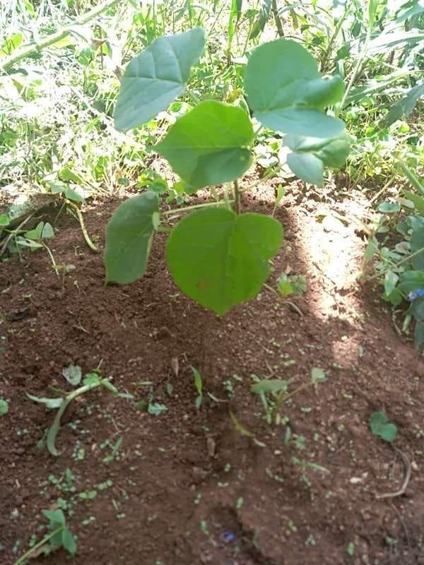 tree image