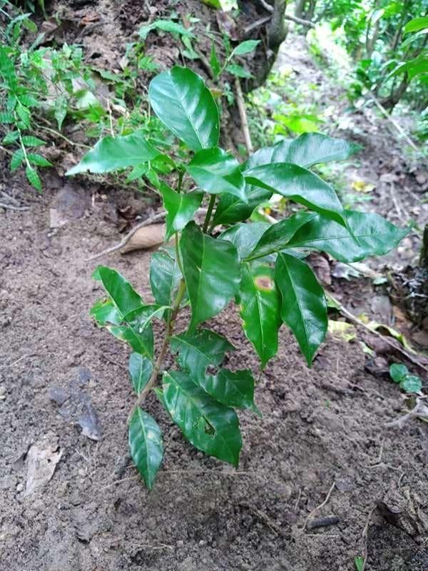 tree image