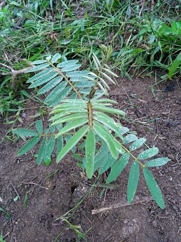 tree image