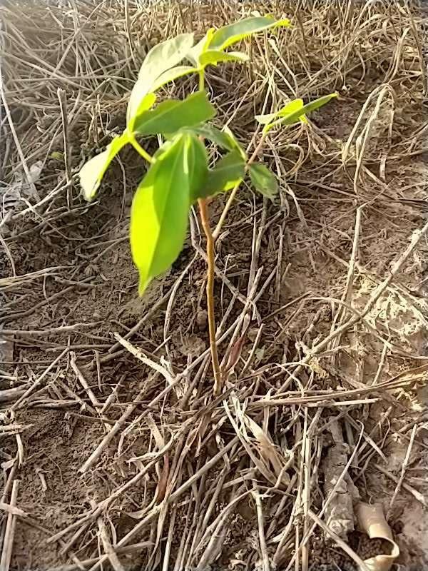 tree image