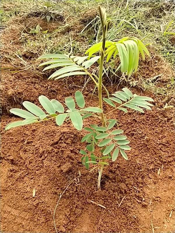 tree image