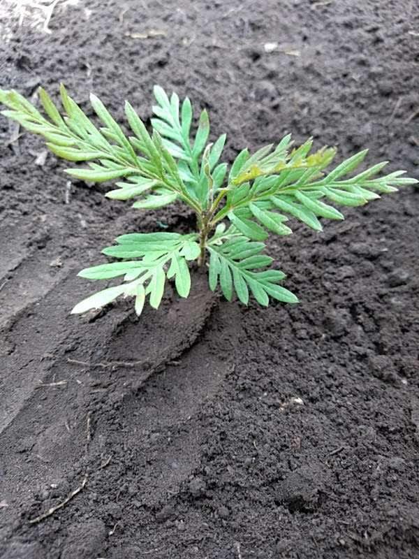 tree image
