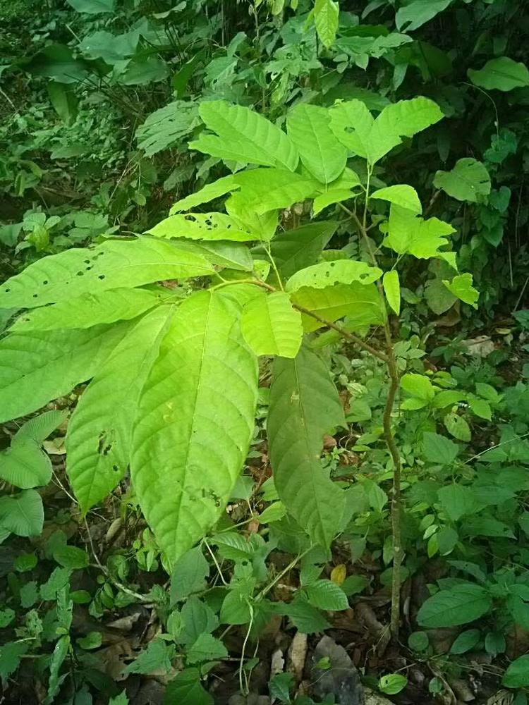 tree image