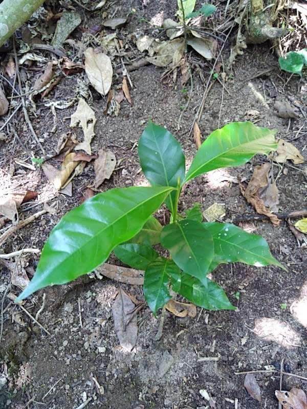 tree image