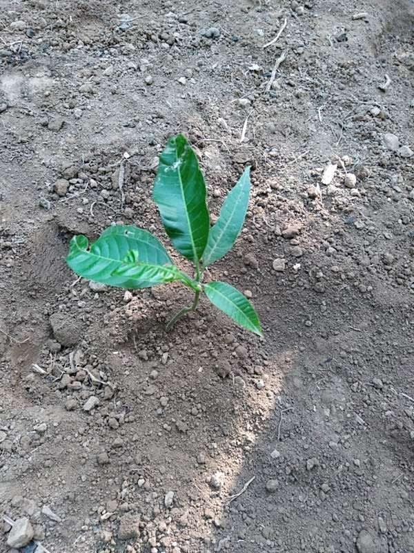 tree image