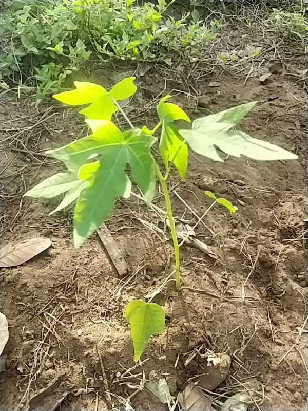 tree image