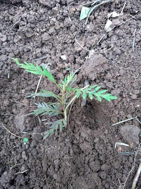 tree image