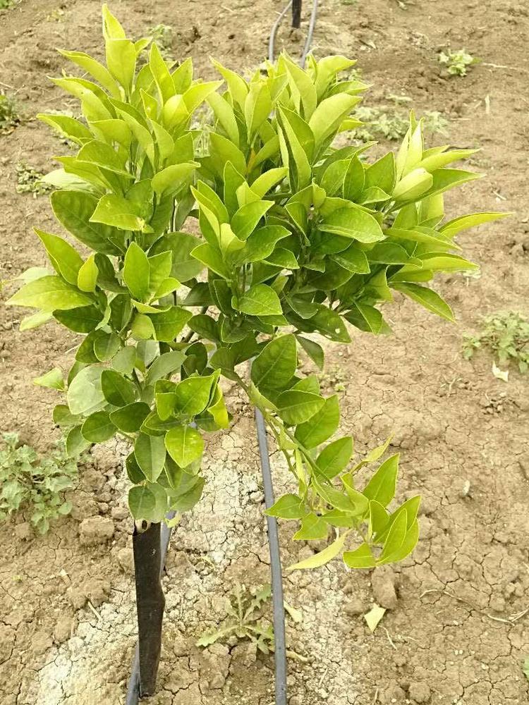 tree image