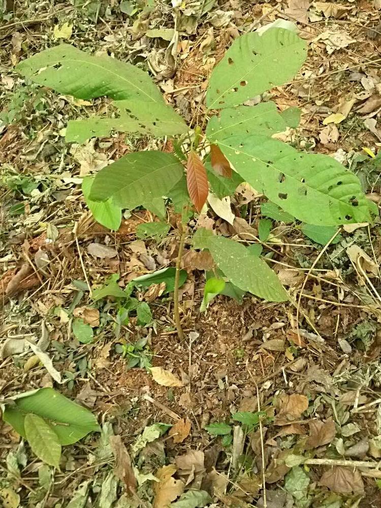 tree image