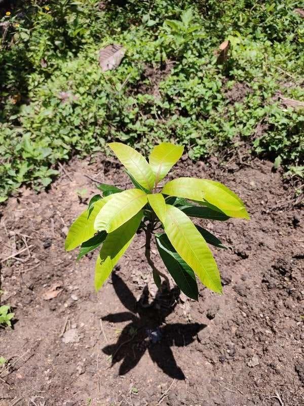 tree image